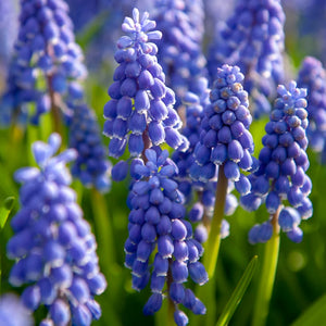 Muscari Armeniacum Bulbs