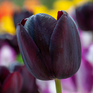 Tulips Single Late Queen of Night Bulbs