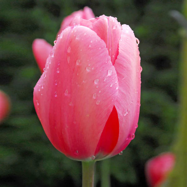 Tulips Darwin Hybrid Pink Impression Bulbs