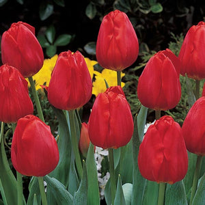 Tulips Darwin Hybrid Apeldoom Bulbs