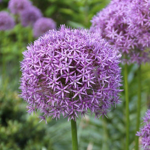 Allium - Gladiator Bulbs