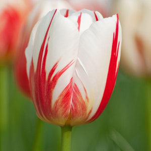 Tulips Triumph Carnaval de Rio Bulbs