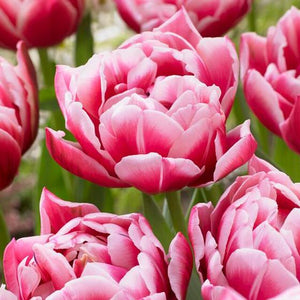 Tulips Double Early Columbus Bulbs