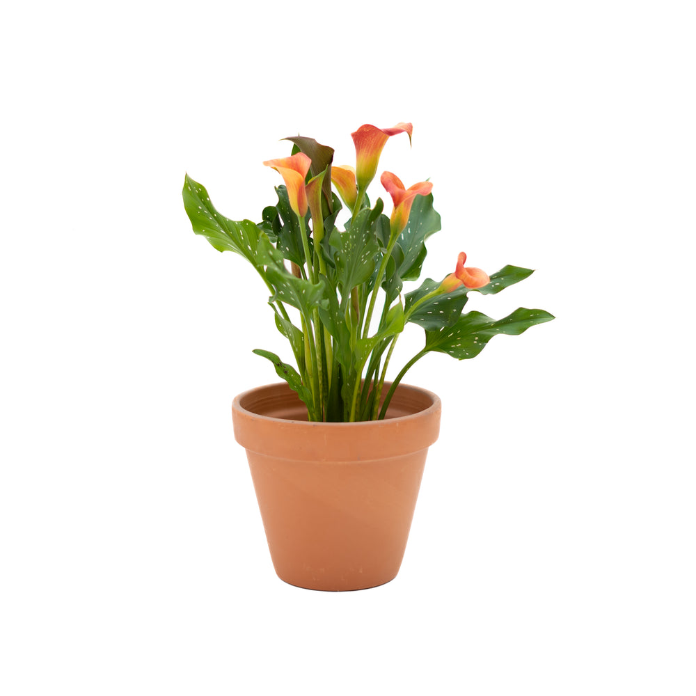 6" Calla Lily (Multiple Colours)