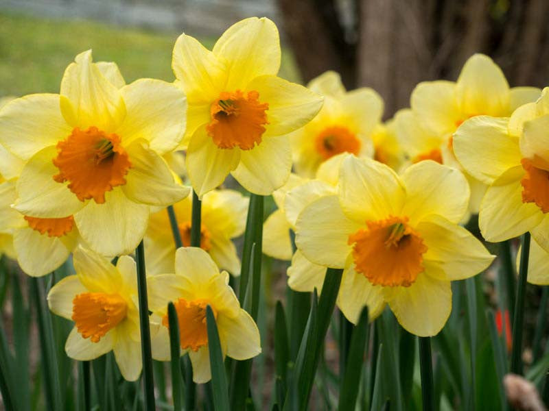 Daffodils Large Cup Fortune Bulbs