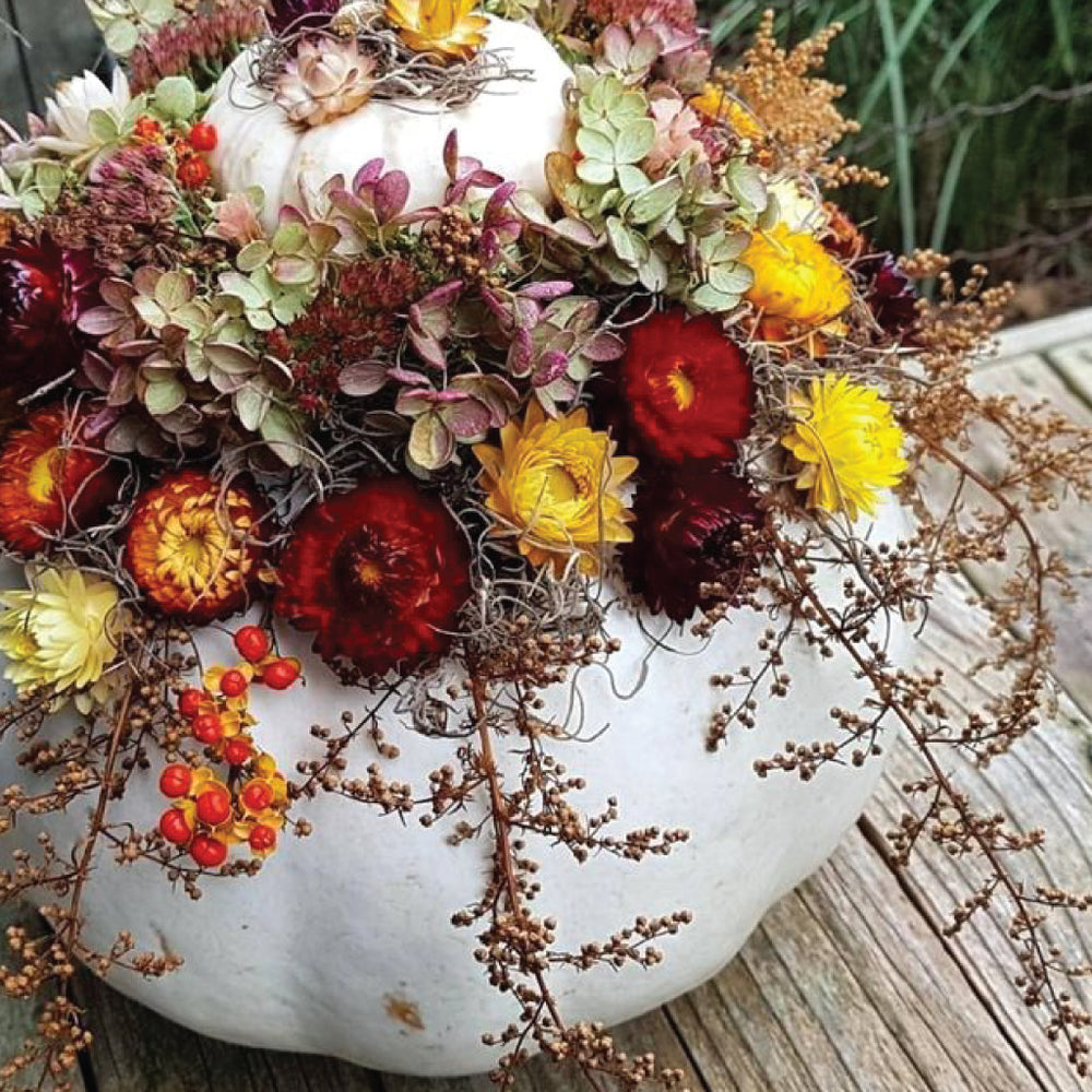 Morning Dew Farms | Dried Flower Pumpkin Workshop (Sat. Oct. 26 @ 2 PM)