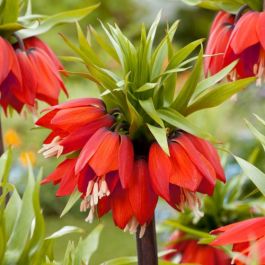 Fritillaria Imperialis Rubra Bulbs